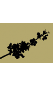 Sticker branche fleur