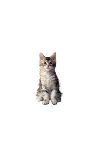 Stickers Chaton Autocollant De Chat Pour Les Amoureux Des Animaux Stickers Chaton Autocollant De Chat Pour Les Amoureux Des Animaux