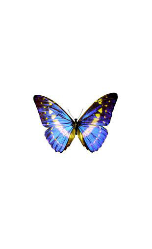 Sticker papillon bleu et jaune