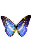 Sticker papillon bleu et jaune