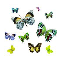 Stickers kit de papillons voiture