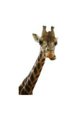 Sticker Girafe curieuse 2