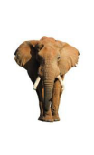 Sticker éléphant majestueux