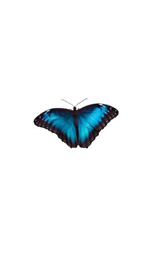 Sticker papillon bleu