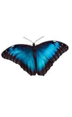 Sticker papillon bleu