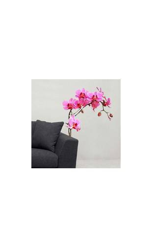 Sticker orchidée rose