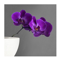 Sticker orchidée violette