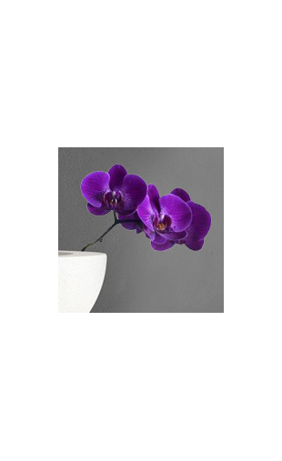 Sticker orchidée violette