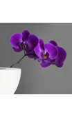 Sticker orchidée violette
