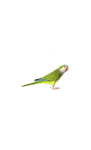 Sticker perroquet