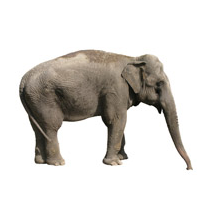 Sticker éléphant 2