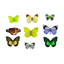 Sticker kit de papillons 2