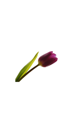 Sticker tulipe sombre