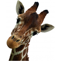 Sticker Girafe curieuse