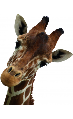 Sticker Girafe curieuse