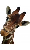 Sticker Girafe curieuse