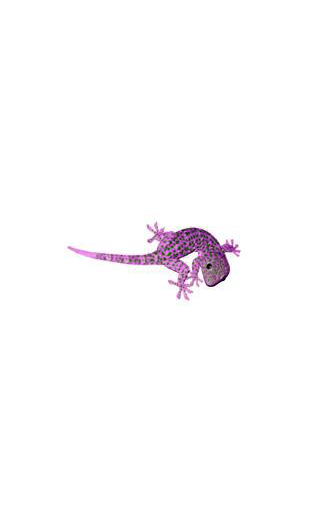 Sticker Gecko