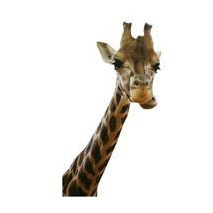 Sticker Girafe curieuse 2