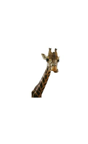 Sticker Girafe curieuse 2