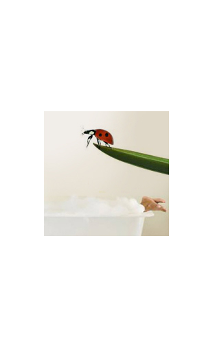 Sticker coccinelle sur la branche