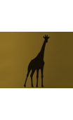 Sticker girafe