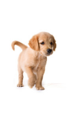 Sticker chiot
