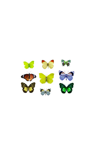 Sticker kit de papillons 2