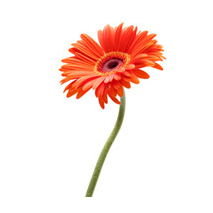 Sticker fleur Ã©panouie